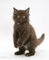 Chocolate kitten standing on hind legs