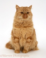Ginger Persian-cross female cat
