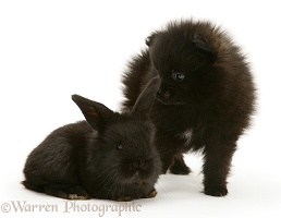 Black Pomeranian pup and black baby rabbit