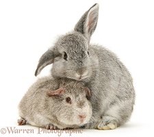 Young silver Rex Guinea pig and baby silver Lop rabbit