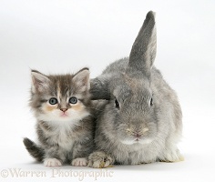 Tabby-tortie kitten with grey windmill-eared rabbit