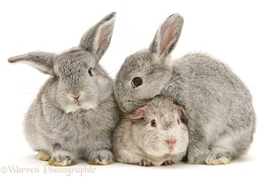 Young silver Rex Guinea pig and baby silver Lop rabbits