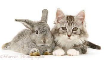 Silver Lop rabbit with silver tabby Maine Coon kitten