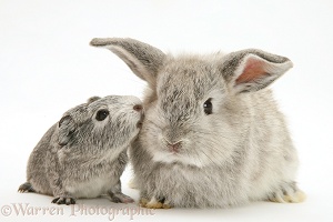 Baby Silver Guinea pig with baby silver rabbit