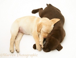 Yellow and Chocolate Labrador Retriever pups asleep
