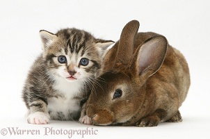 Tabby kitten with a rabbit
