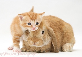 Ginger kitten rubbing against a young Sandy Lop rabbit