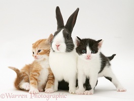 Kittens with blue Dutch buck rabbit