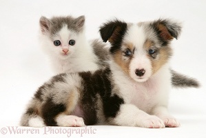 Sheltie pup and kitten