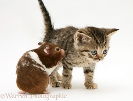 Tabby Kitten and hamster