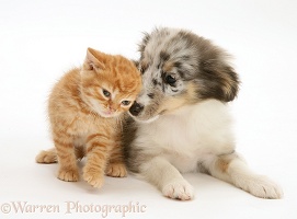 Sheltie pup and ginger kitten