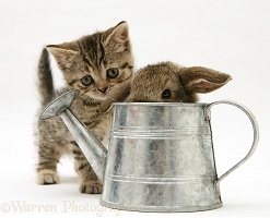 Tabby kitten with young rabbit in a metal watering can
