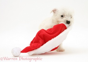 Westie pup playing with a Santa hat