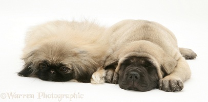 Sleepy Pekingese and English Mastiff pups