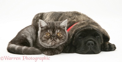 Smoke Exotic kitten and Brindle English Mastiff pup