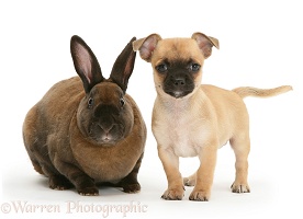 Chihuahua pup and sooty-fawn dwarf Rex rabbit