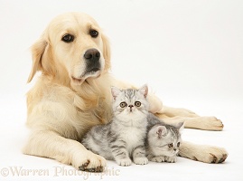 Silver tabby Exotic kittens and Golden Retriever
