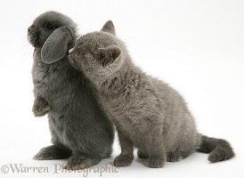 Grey kitten and grey rabbit