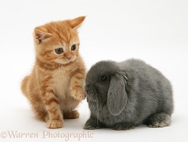 Ginger kitten and grey Lop rabbit