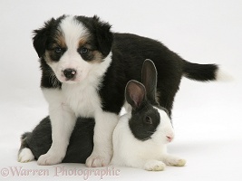 Border Collie pup and Dutch rabbit