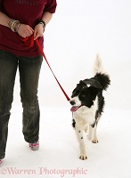 Training a black-and-white Border Collie