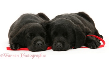 Sleepy black Goldador pups