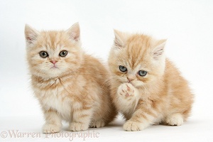 Ginger kittens