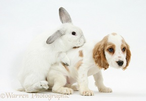 White rabbit trying to mount Cocker Spaniel pup