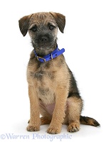 Border Terrier pup