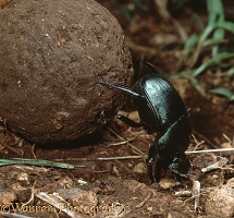 Green Scarab rolling dung ball