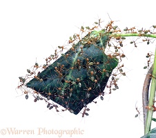 Green Tree Ants on their nest