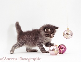 Silver tabby kitten playing with baubles