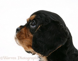 Black-and-tan Cavalier King Charles Spaniel pup