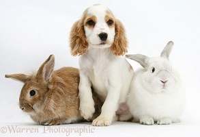 Orange roan Cocker Spaniel pup with two rabbits