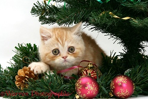 Ginger kitten playing with a Christmas tree