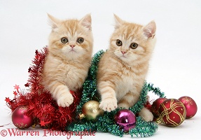 Ginger kittens with tinsel and Christmas baubles
