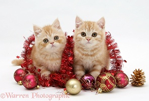 Ginger kittens with red tinsel and Christmas baubles