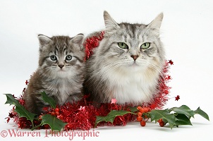 Maine Coon cat and kitten with tinsel and holly berries