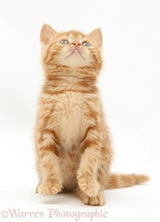 Ginger kitten looking up