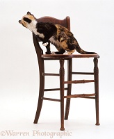 Tortoiseshell cat rubbing on a chair