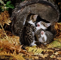 Kittens playing by a hollow log