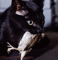 Black cat with captured young house sparrow