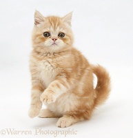 Ginger kitten sitting up