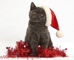 Grey kitten with tinsel and wearing a Santa hat