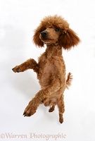 Red Toy Poodle standing on hind legs