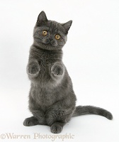 Grey kitten sitting up with paws raised