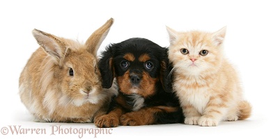 King Charles Spaniel pup, rabbit and ginger kitten