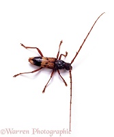 Australian longhorn beetle