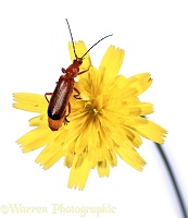 Soldier beetle on hawkweed