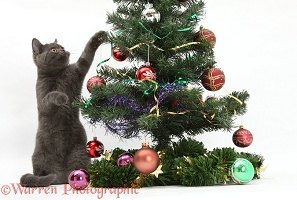 Grey kitten playing with a Christmas tree